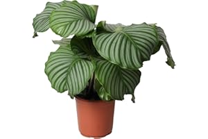 Happy Plants Calathea Orbifolia Plante D'intérieur 60 cm 21Ø Sans Pot