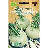Germisem kohlrabi WENER WHITE