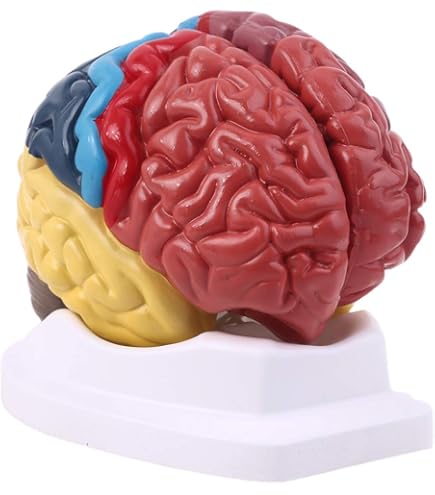 Color-Coded Human 4 Part Brain | Geyer Instructional Products - View #5