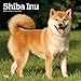 Shiba Inu 2019 - 18-Monatskalender mit freier DogDays-App (Wall-Kalender) by 