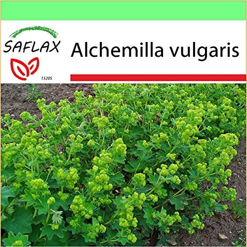 SAFLAX - Garden to Go - Lady's Mantle - 100 Seeds - Alchemilla vulgaris