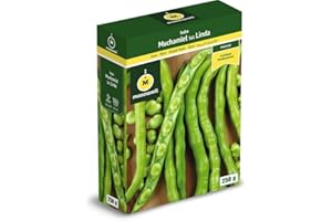 M MASCARELL SEMILLAS DESDE 1920 Mascarell Semillas, HABA MUCHAMIEL LINDA, Semillas Leguminosas, Fácil de Cultivar en Casa, 250 G.