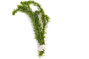 Lincolnshire Pond Plants Ltd - 10 x Oxygenating Weed Live Pond Plant ELODEA DENSA - Also Aquarium Aquatic Plants (Weigthed)