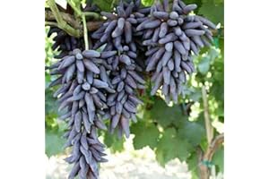 Saterkali Semi di uva Black Finger, 100 pezzi semi di uva Black Finger deliziosa pianta da frutto giardino bonsai decorazione del tetto Semi d'uva