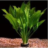 Akvaryum Bitkileri Echinodorus Amazonicus Saksı Canlı Bitki b043