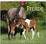 MF-Kalender PFERDE 2019 by 
