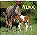 MF-Kalender PFERDE 2019 by 