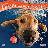Underwater Puppies - Welpen unter Wasser 2018 - 18-Monatskalender: Original BrownTrout-Kalender [Mehrsprachig] [Kalender] (Wall-Kalender)