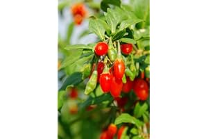 GROW YOUR SECRET GARDEN Goji Beere Samen (50) - Wunder frucht - Wolfsbeere winterhart