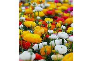 FLORIANA-BULBOSE Bulbos de Flores (10 X Ranunculus en mezcla - Ranúnculo)