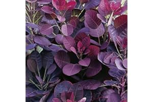 GARDENEXPERT Cotinus coggygria 'Royal Purple' 15cm Pot Size