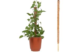 BAVOKON 60 Cm Tutor In Fibra Di Cocco Monstera,Bastone Coltivazione In Cocco Elastico Fibra Di Cocco Naturale Supporto Per Piante Tutor Pianta Rampicante Interno Per Pianta Monstera Casa Giardino