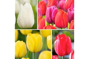 Plant in a Box - Tulipa Triumph Mix - 80x bulbes de tulipes - Mélange coloré de bulbes de fleurs rustiques pour le jardin - circonférence des bulbes de tulipes 11cm