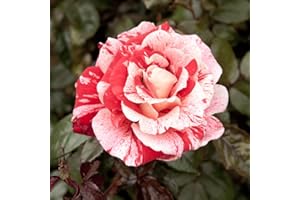 YouGarden Rose 'Raspberry Ripple' Papageno Bare Root, Ready to Plant