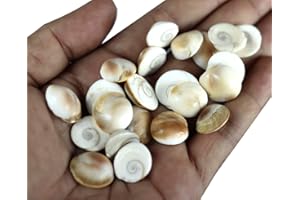 ASHIRWAD Original Gomti Chakra Indianer für Pooja aus Gomati Fluss in Indien Sakkaram für astrologische Verwendung (21 Stück GC1)