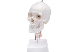 CRANSTEIN SCIENTIFIC Cranstein A-214 Cráneo anatómico con columna cervical sobre trípode | Estudios y formación médica | cráneo | Modelo de anatomía del cráneo | Modelo de calavera