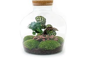 URBANJNGL Terrarium végétal • Fat Joe Coffea • Plante de l'écosystème • ↑ 30 cm