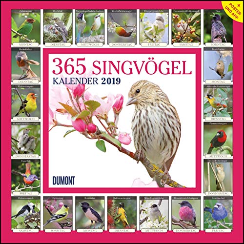 365 Singvögel 2019 - Broschürenkalender - Wandkalender - mit Poster und Sound-App - Format 30 x 30 cm
