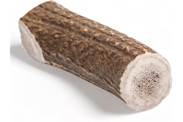 Dilecti Bois de Cerf à Mâcher, Os à Ronger Longue Durée pour Chien, Jouet d'Occupation Résistant et Friandises pour Chien- Non Fendu XL, Paquet de 1