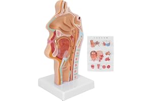 ZJCHAO Modèle Anatomique de la Gorge de la Cavité Buccale Nasale Humaine, Modèle Sagittal Nasopharyngé de la Bouche Normale, Modèle D'oto-rhino-laryngologie, Présentation de L'enseignement des Sciences