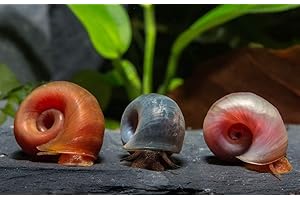 Garnelen Tom Posthornschnecken Regenbogen-Mix (PHS) - Premium Zuchtqualität (DNZ), 6 Stück