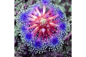 SVI Bonsai sundew seeds Blue enchantress Carnivorous plant table Pot Drosera peltata Seeds Radiation Protection 10 seeds