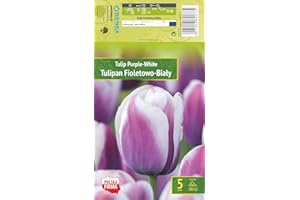 AGRONOM TESTED IN THE GARDEN AGRONOM | TULIPANES - PURPLE/WHITE | Bulbos de flores perennes | Flores Violeta-Blanco | Se cultivan en jardines de flores, macetas, se plantan en céspedes en flor | Paquete de 5 bulbos de flores