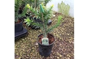 GARDENERSDREAM Arucaria Arucana - Monkey Puzzle Tree 25-30cm Tall - 1 Litre Pot