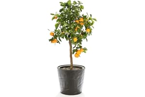 Orange Tree Citrus Fruit Houseplant Grow Your Own, Patio Plant for Home, Office & Conservatory 9cm Pot by Thompson & Morgan (1)