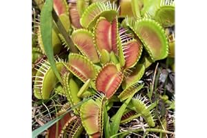 1 x Venus Fly Trap Plant - Dionaea MUSCIPULA Carnivorous Healthy Indoor Plant, Natural Fly Catcher, Easy Care - Exotic Air-Pu
