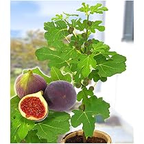 BALDUR Garten 1x Olive, Pflanze im 12 cm-Topf, Olea europaea, Olivenbaum,  mehrjhrig - frostfrei halten, trockenresistent, pflegeleicht, Wasserbedarf  gering, fr Standort in der Sonne geeignet : Amazon.de: Garten
