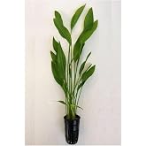 Echinodorus Argentinensis Saksı Canlı Bitki P056