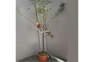 SAVINI VIVAI L'ARTE DI FARE NATURA SAVINI VIVAI Pianta di Ciliegio Amarena Piante da Frutto in Vaso 22-24 cm 2-3 Anni Altezza 130-150 cm Made in Italy