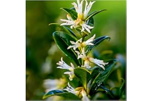 Sarcococca Confusa in 1.5L Pot, Christmas Box, Dense, Evergreen Shrub 3fatpigs®