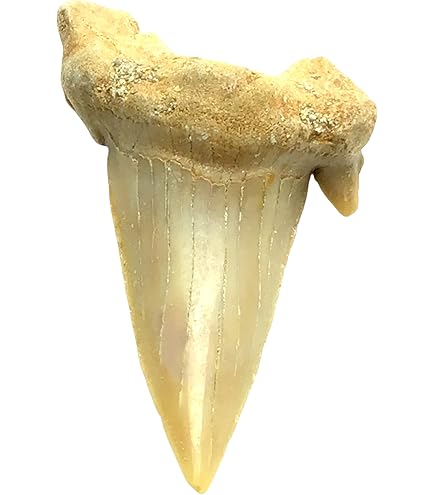 Fossile Di Pesce Reale 150 Milioni Di Anni - Provenienza Cina, Liaoning Occidentale