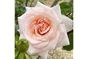 YOUGARDEN Harkness Roses 'Penny Lane' ® Climbing Rose in 4 Litre Pot