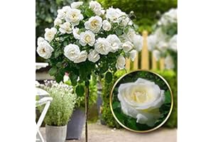 EUROPA GREEN Stammrosen - Ideal für Balkon, Terrasse, Kleiner Garten - Geeignet für Töpfe und Freiland (Pascali)