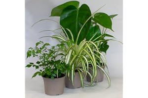 TROPICAL PLANTS UK BRITISH GROWERS 3 x House Plants – Mix of Indoor Plants in 10.5cm pots, Monstera, Spider Plant, Radermachera, Great air Purifier