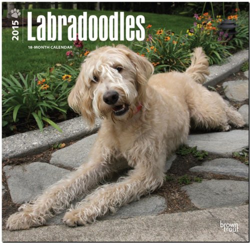 Download Labradoodles 2015 Wall Calendar