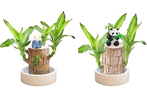 XIANGDANFUL Brazil Lucky Wood, Brazilian Wood Plant,Magical Sprouting Lucky Bamboo Wood,Hydroponic Potted Plant Stump Small, Plant Indoor Plant, Plant Lucky Wood Bedroom to Air Purifying Plants Indoor(2pcs)