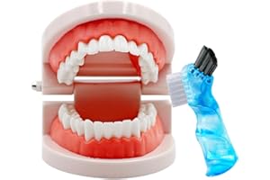 CEONAM Dental Teeth Model with Denture Toothbrush, Standard Teeth Model Brushing Tooth, Denture Mouth Model Demonstration for Kids Dental Teaching Tools Study Supplies
