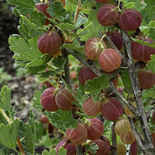 3 er Set Stachelbeer-Stamm, bestehend aus den Sorten Hinnonmäcki rot, Hinnonmäcki gelb, Invicta grün - 2
