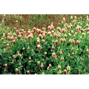 Samen Inkarnat für Schildkröten oder zum Säen im Garten, 100Gramm