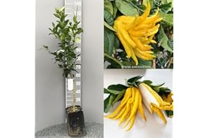 SAVINI VIVAI L'ARTE DI FARE NATURA SAVINI VIVAI Pianta di Cedro Albero di Agrumi Cedro Mano di Buddha in Fitocella Altezza 100-120 cm di 1 Anno di innesto Made Italy