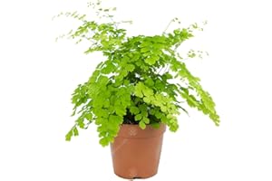 GARDENERSDREAM Adiantum raddianum Fragrans - Maidenhair Fern - Indoor Houseplant for Home or Office - Potted Ferns, Plants for Small and Large Spaces - Bright Green Foliage Leaves (20-30cm Incl. Pot)