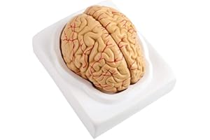 KSTE Cerveau Plastique Anatomie Modele, Cerveau Humain, 8Parts Cerveau Anatomique Artères Modèle de Fournitures Scolaires Set médecine Humaine Scientifique