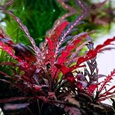 Hygrophila Pinnatifida 5 Dal Kusursuz Formda Akvaryum Bitkisi,Kolay Akvaryum Bitkisi