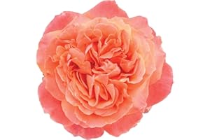 Etrusca®, rosaio vivo Rose Barni®, rosa in vaso colore arancio albicocca linea prestigio, Gran premio di Barcellona 2005, ideale per coltivazione in vaso e cespugli, rifiorente e robusta cod.71109