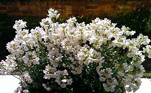 5 Nemesia Wisley Vanilla Cutting raised basket Plug Plants by Leegillard