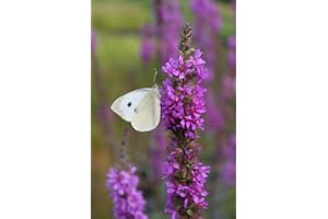 WASSERPFLANZEN WOLFF - 2er-Set in 9x9 cm Töpfen durchwurzelt - winterhart! - Lythrum salicaria - Blutweiderich - Rutenweiderich, rot - STAUDE DES JAHRES 2024 !